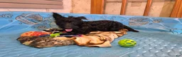 Scottish Terrier dogs for sale: Shelly - Ad 5