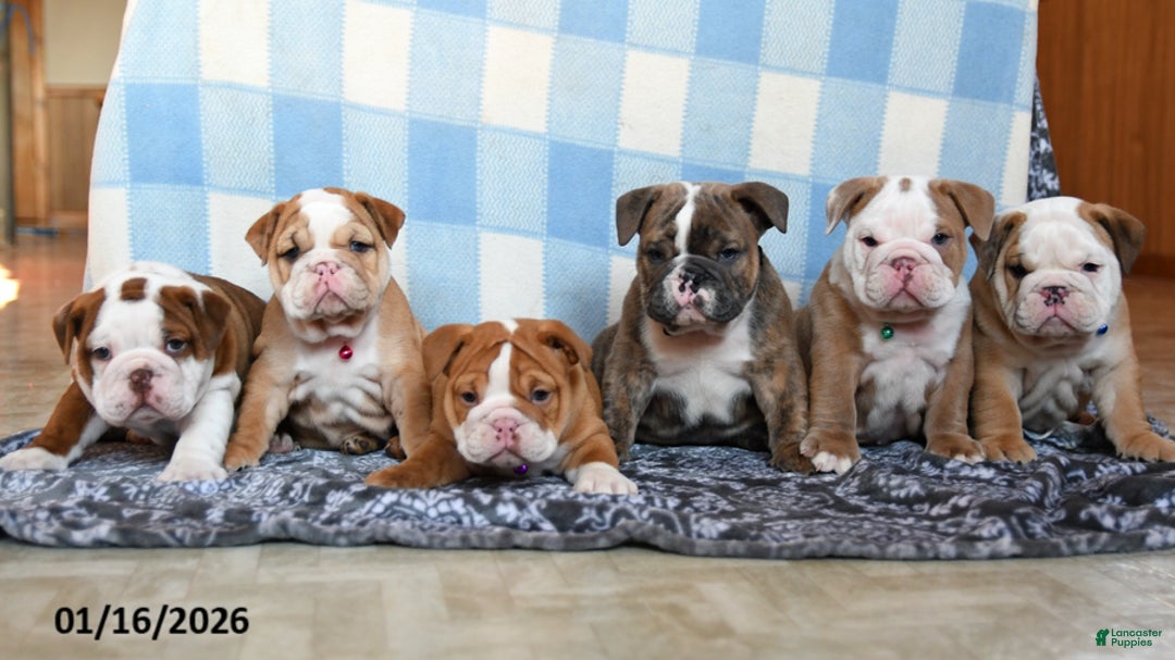 English Bulldog dogs for sale: Maddox - Ad 6