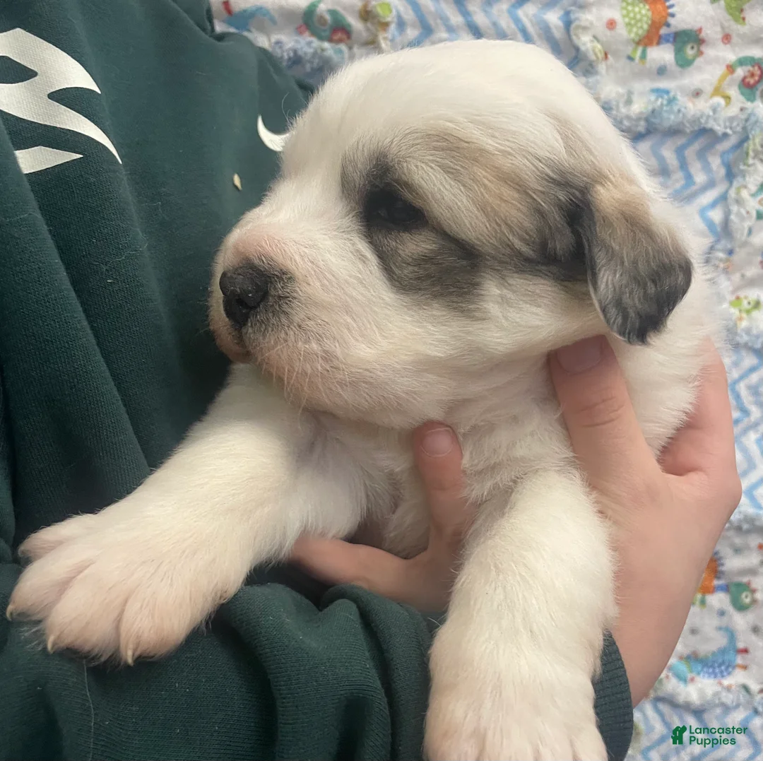Great Pyrenees dogs for sale: Great Pyrenees Puppy 1 - Ad 4
