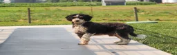 Mini Bernedoodle dogs for sale: Annie - Ad 9
