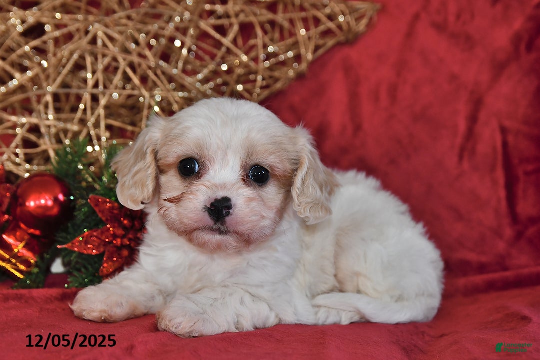 Cavachon dogs for sale: Dancer - Ad 2