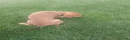 Mixed Breed dogs for sale: Kc - Ad 9