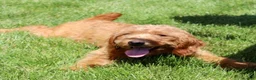 Mini Goldendoodle dogs for sale: Mini Goldendoodle Puppy 5 - Ad 6