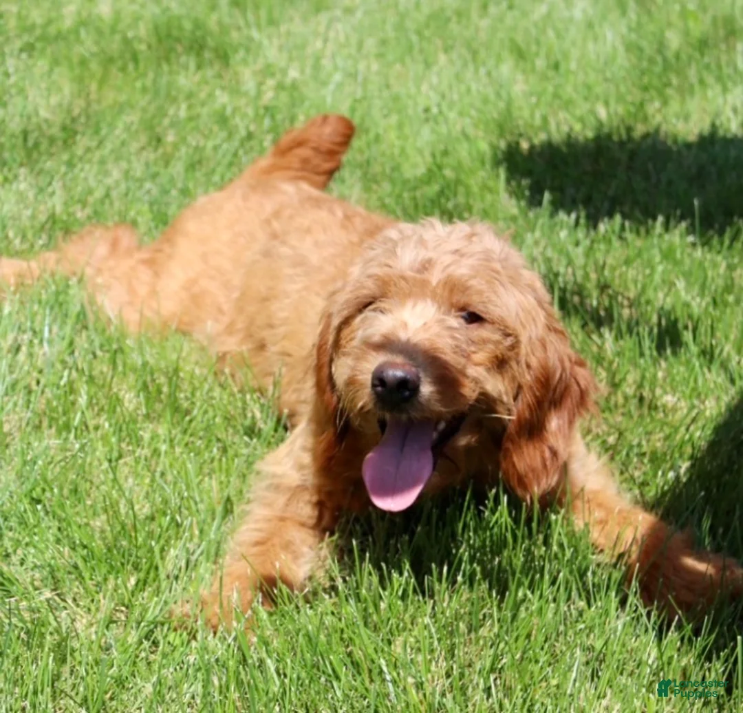 Mini Goldendoodle dogs for sale: Mini Goldendoodle Puppy 5 - Ad 6