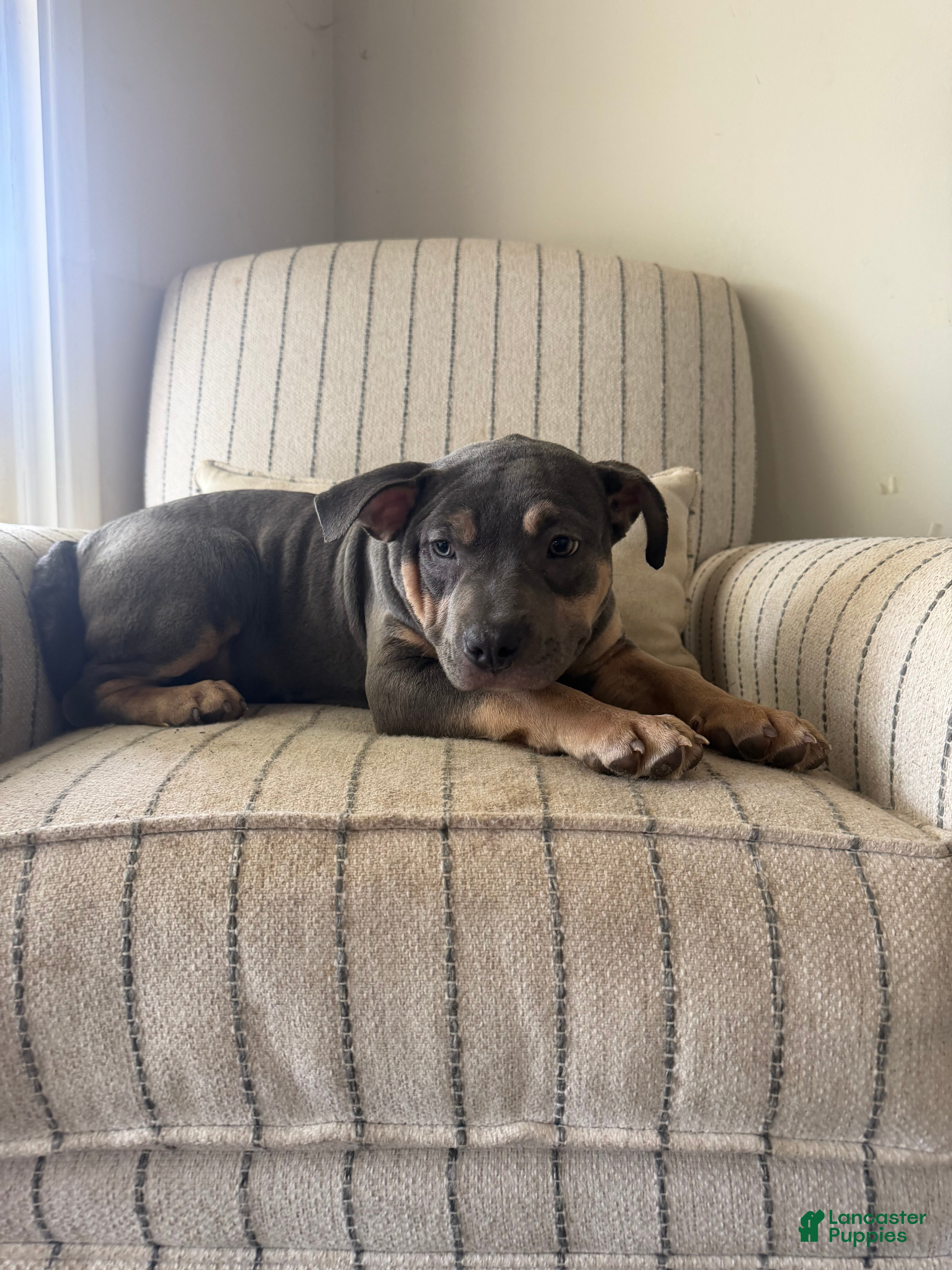 American Bully dogs Fatty Poo - Ad 2