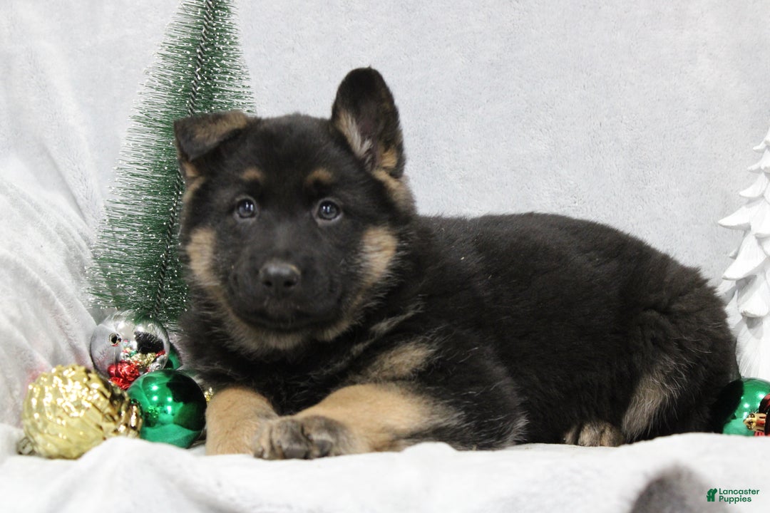 German Shepherd dogs for sale: Avery - Ad 4