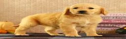 Golden Retriever dogs for sale: Janet - Ad 6