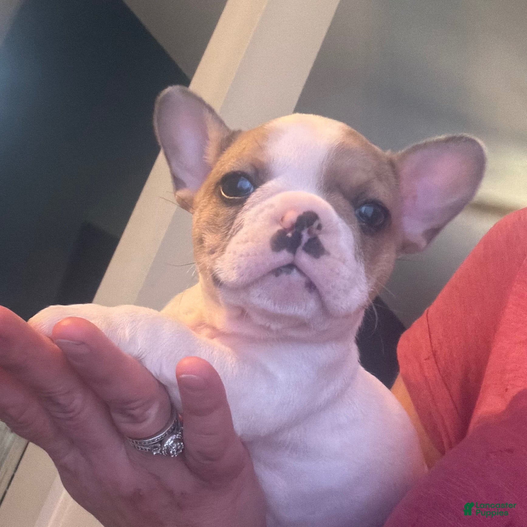 French Bulldog dogs French Bulldog 3 - Ad 1