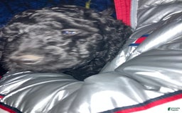 Goldendoodle dogs for stud: Cooper - Image 4