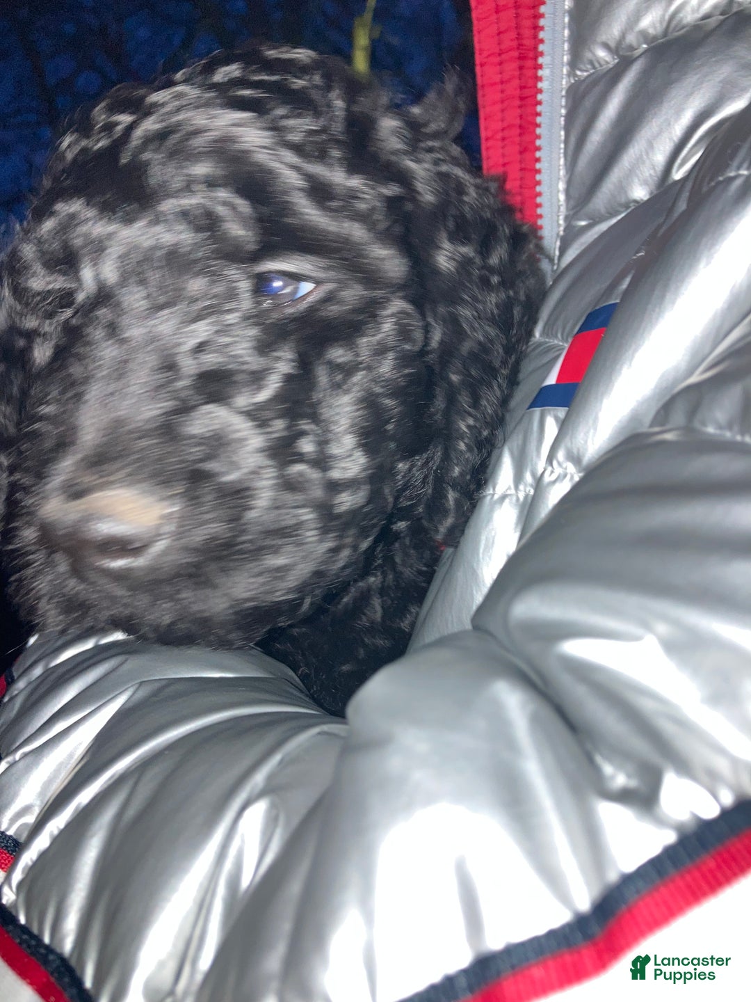 Goldendoodle dogs for stud: Cooper - Image 4