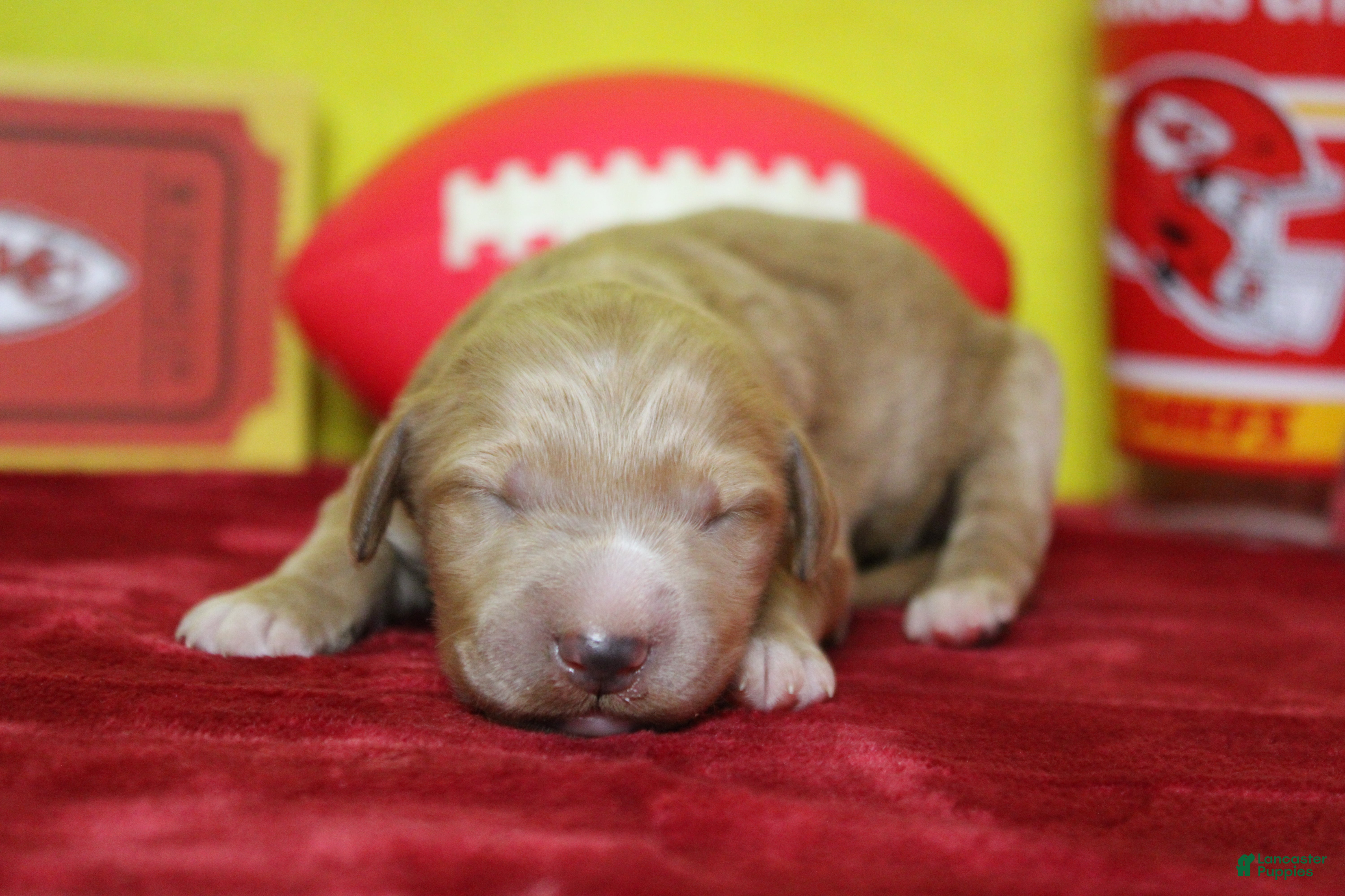 Goldendoodle dogs Blaze  - Ad 24