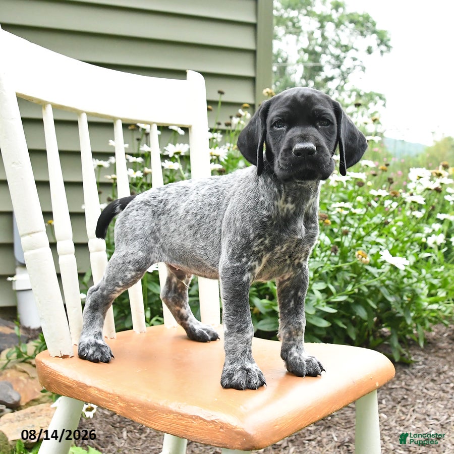 German Shorthaired Pointer dogs for sale: Jack  - Ad 4