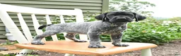 German Shorthaired Pointer dogs for sale: Jack  - Ad 1