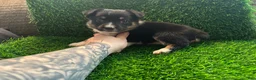 Mixed Breed dogs for sale: Auggie Female Tri (purple collar) - Ad 4