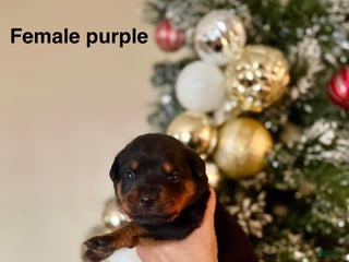 Rottweiler dogs Rottweiler Puppy 7 - Ad 42