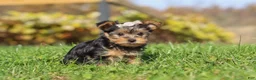 Yorkshire Terrier dogs for sale: Darcy - Ad 3