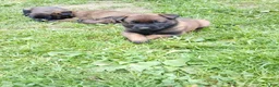 Belgian Malinois dogs for sale: Ranger (Green) - Ad 3
