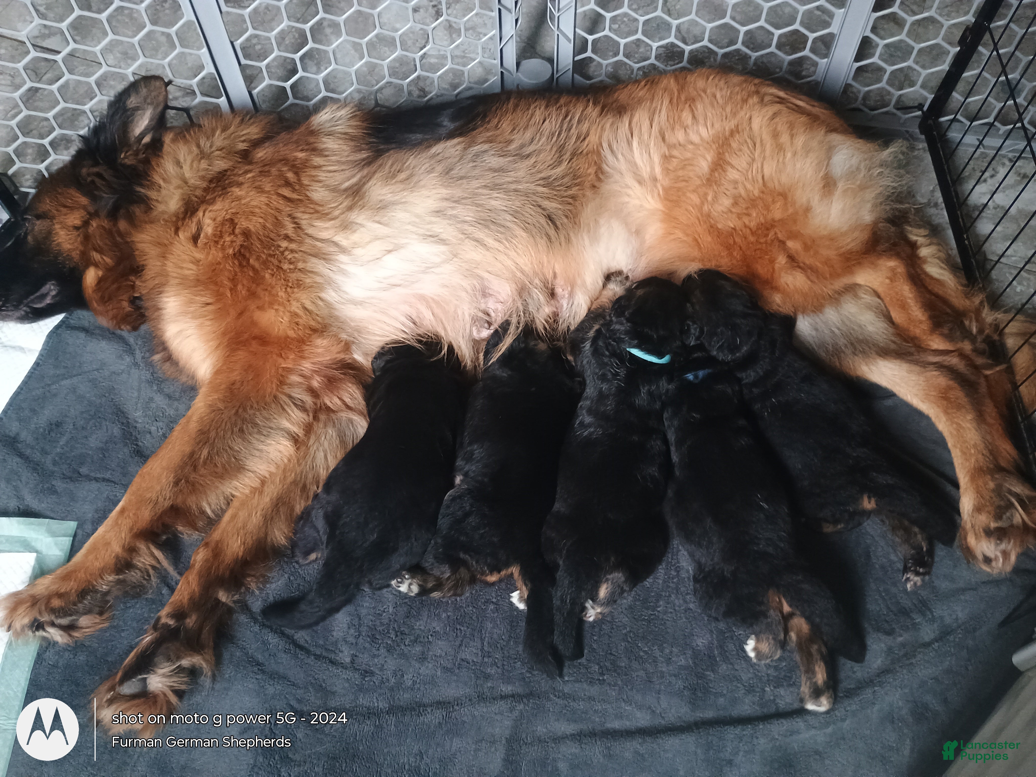 German Shepherd dogs German Shepherd 1 Justice - Ad 1