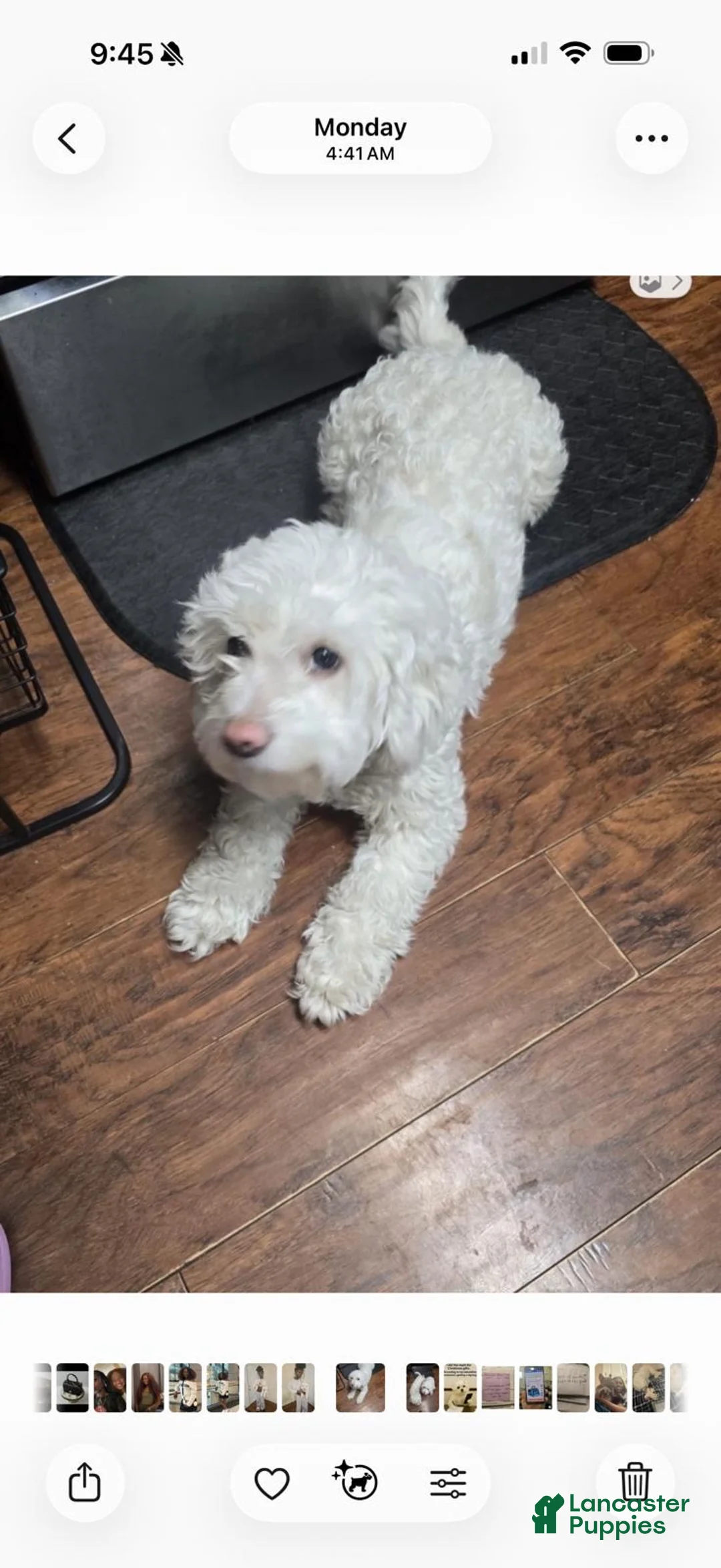 Maltipoo dogs for sale: Maltipoo Puppy 1 - Ad 2