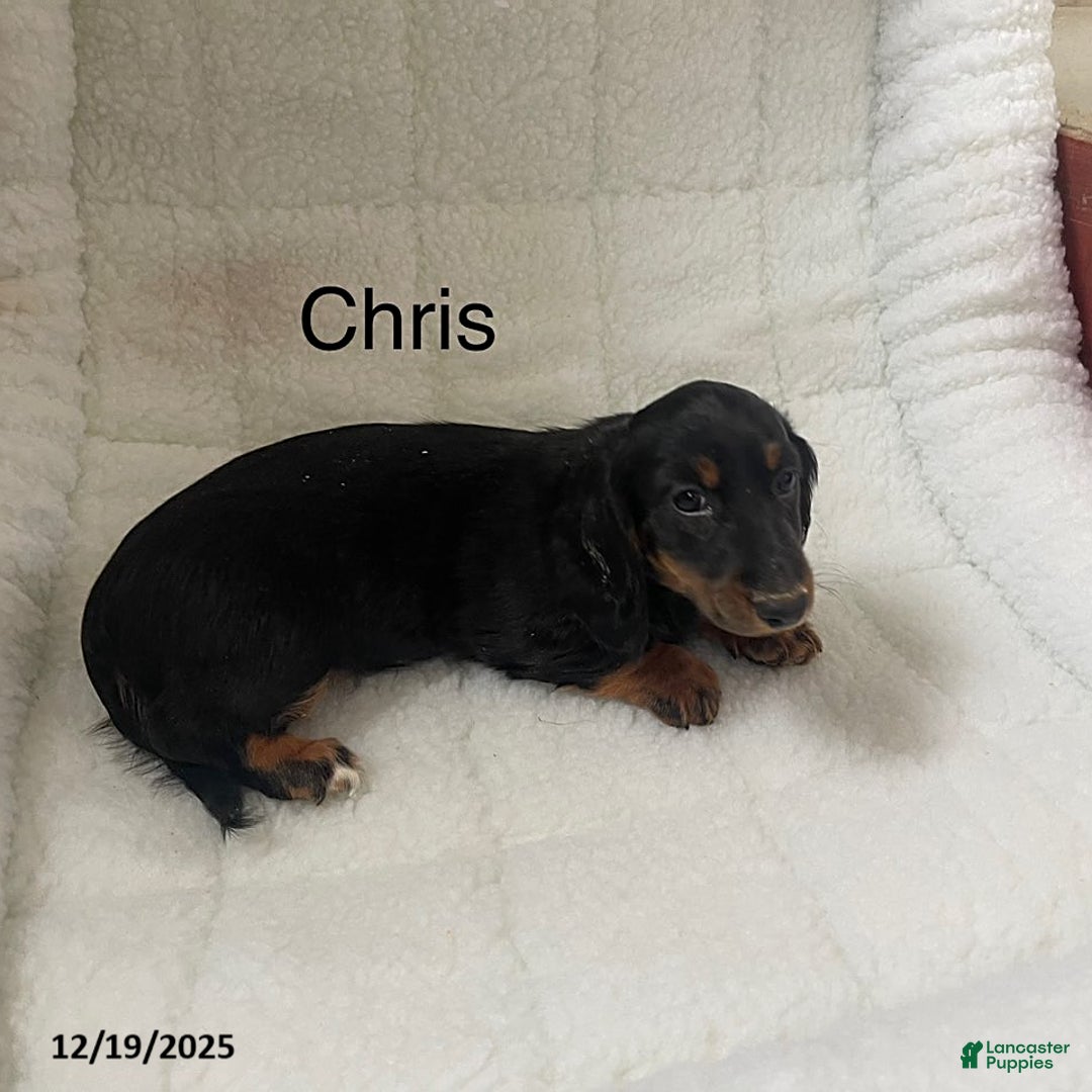 Dachshund dogs for sale: Chris - Ad 1