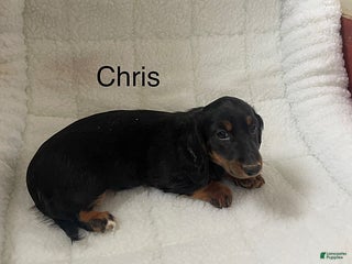 Dachshund dogs for sale: Chris - Ad 2