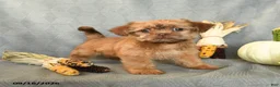 Shorkie dogs for sale: Hershey - Ad 3