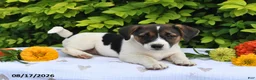 Mixed Breed dogs for sale: Della - Ad 5