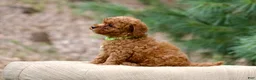 Miniature Poodle dogs for sale: Miniature Poodle 5 - Ad 3