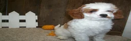 Cavapoo dogs for sale: Asher - Ad 6