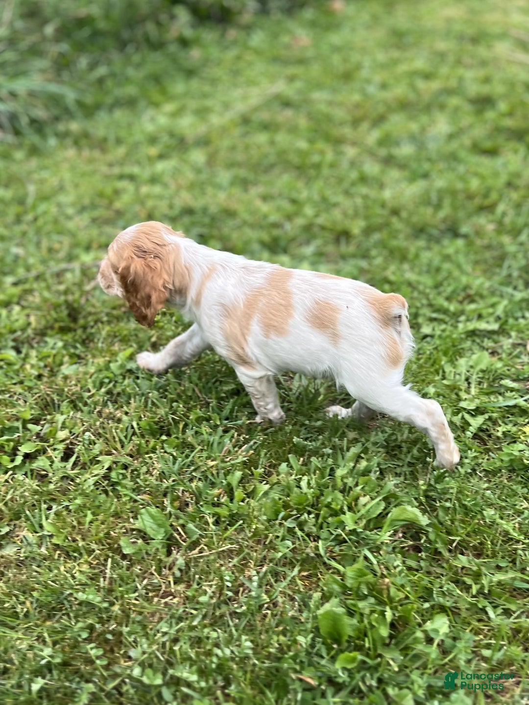 Brittany Spaniel dogs for sale: Dash - Ad 8