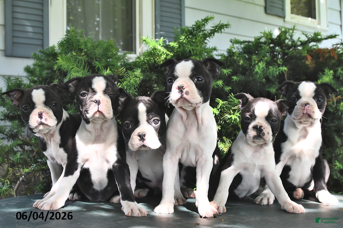 Boston Terrier dogs for sale: Princess - Ad 5