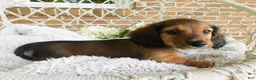 Miniature Dachshund dogs for sale: Toby - Ad 4