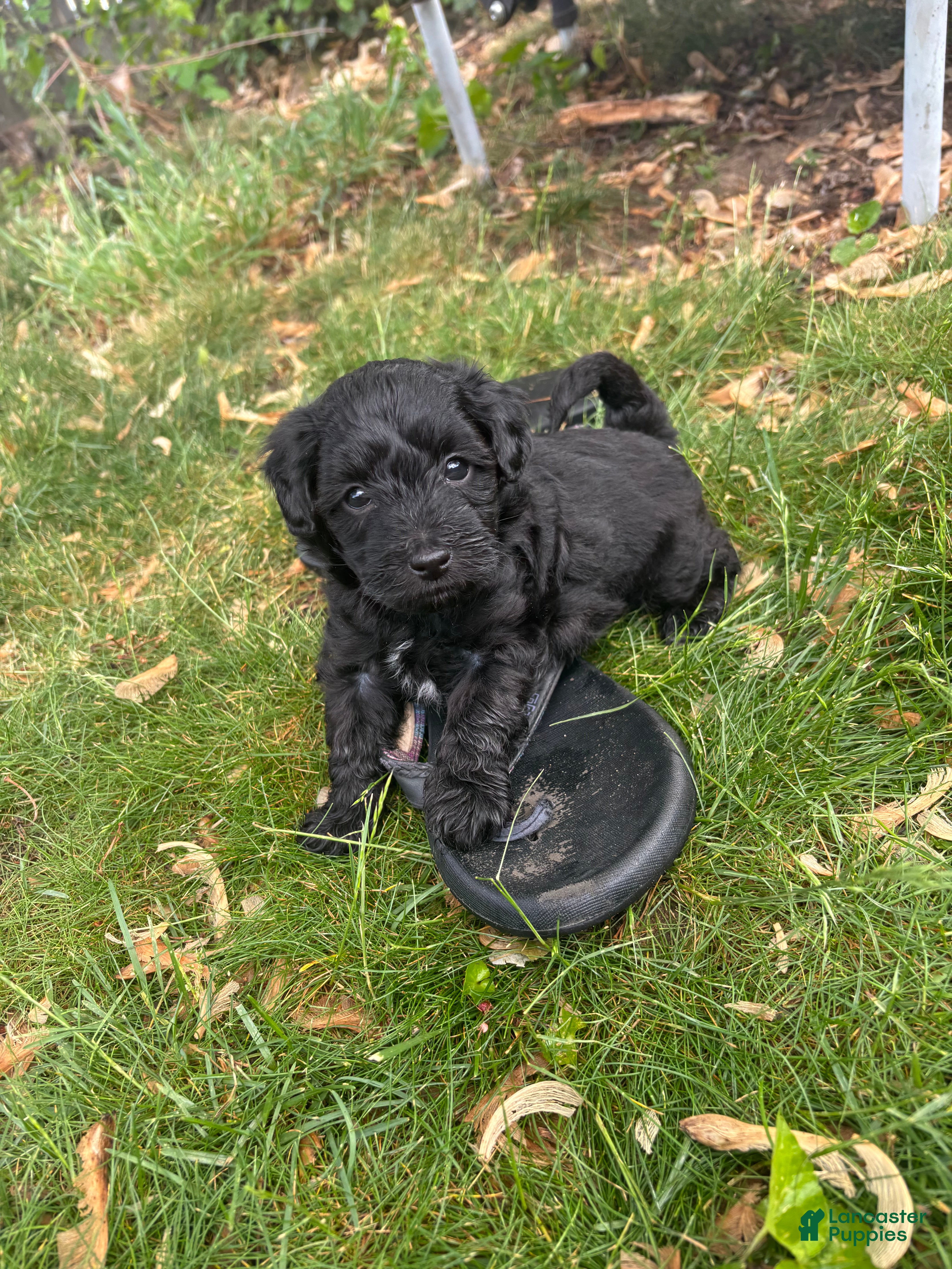 Yorkiepoo dogs Russell - Ad 1