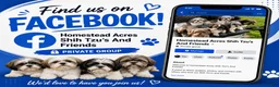 Yochon dogs for sale: Yochon 2 - Ad 4