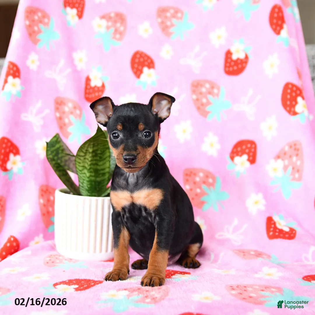 Miniature Pinscher dogs for sale: Clover - Ad 1