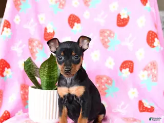 Miniature Pinscher dogs Clover - Ad 8
