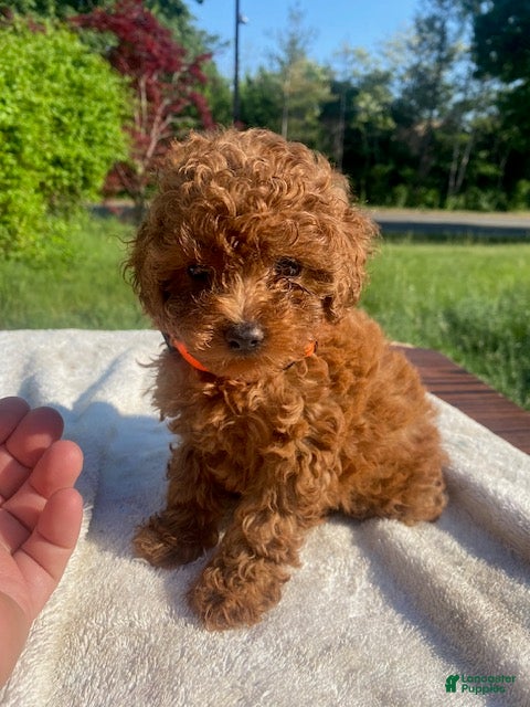 Toy Poodle dogs Toy Poodle 1 - Ad 8