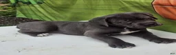 Cane Corso dogs for sale: MOCHA - Ad 18