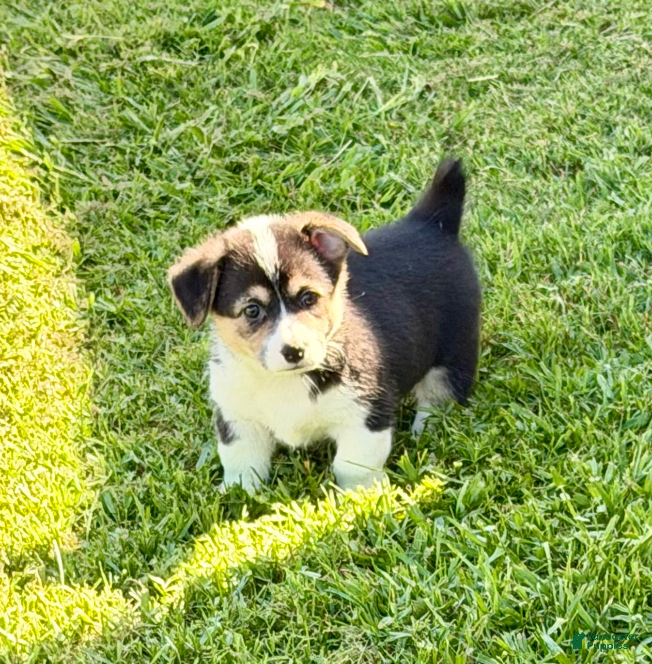 Welsh Corgi Pembroke dogs Zoey - Ad 1
