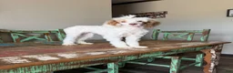 Miniature Poodle dogs for sale: Akc 🧬 Tested Clear Atat Kyky S/S bb  - Ad 4