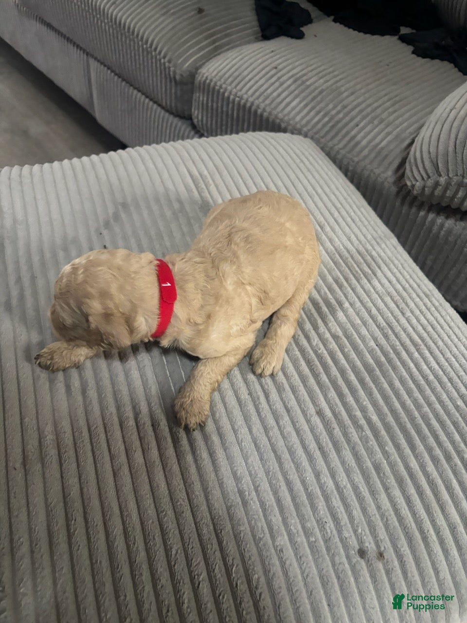 Goldendoodle dogs Boy 3 - Ad 8