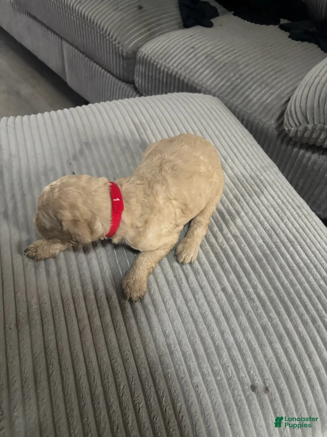 Goldendoodle dogs for sale: Boy 3 - Ad 1