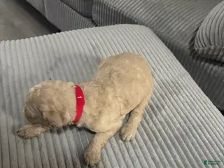 Goldendoodle dogs Boy 3 - Ad 8