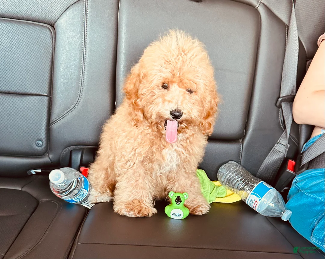 Toy Poodle dogs for sale: Henry - Ad 2