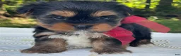 Yorkshire Terrier dogs for sale: Ritzy - Ad 1