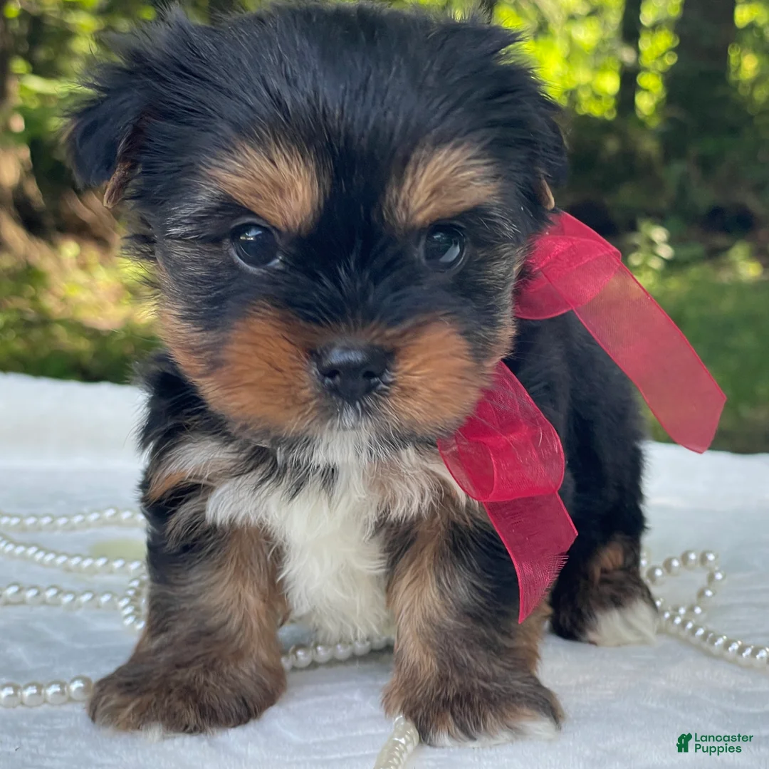 Yorkshire Terrier dogs for sale: Ritzy - Ad 1