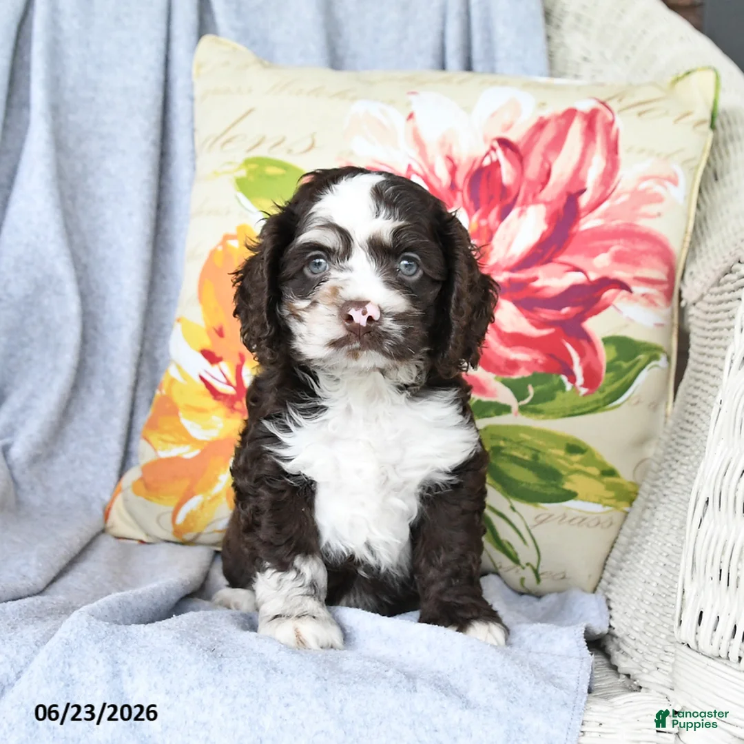 Cockapoo dogs for sale: Snicker  - Ad 2
