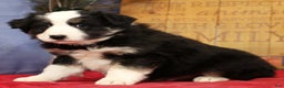 Miniature Australian Shepherd dogs for sale: Buster - Ad 3