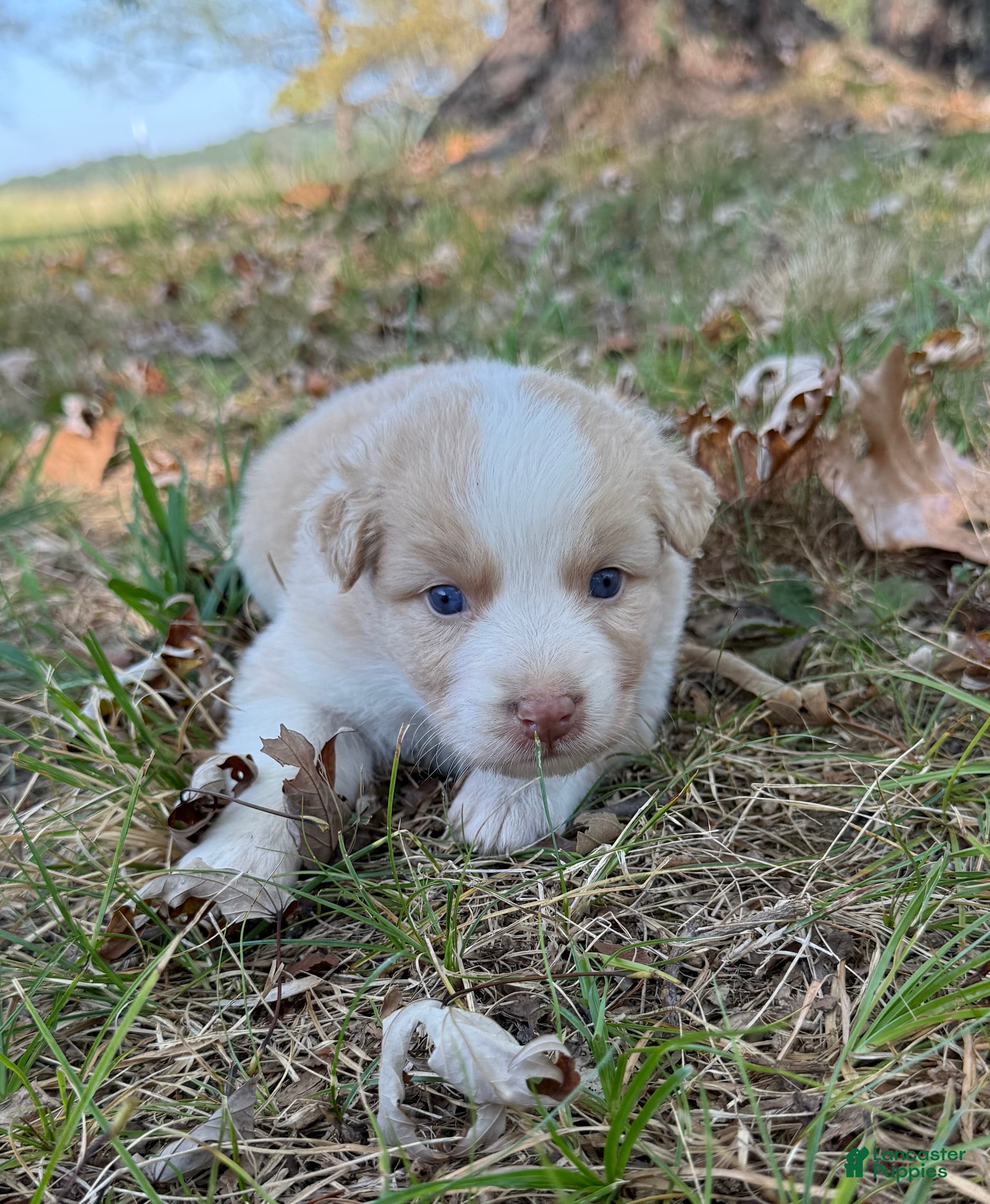 Australian Shepherd dogs Peach - Ad 2