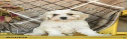 Maltipoo dogs for sale: Sugar  - Ad 4